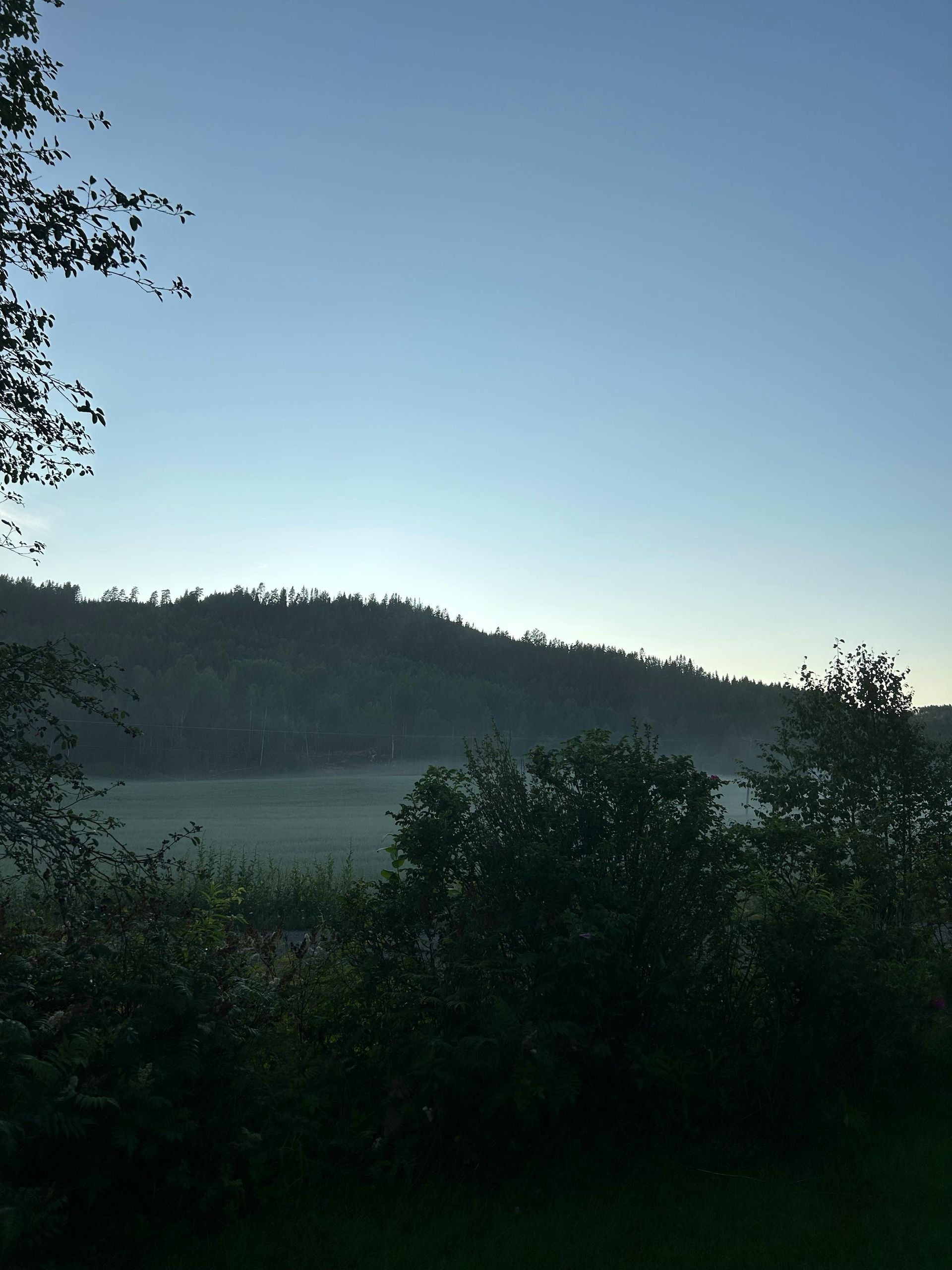 Misty forested hills at dawn under a pale blue sky, with dark trees in the foreground