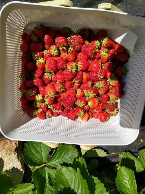 Strawberries  freeze dried