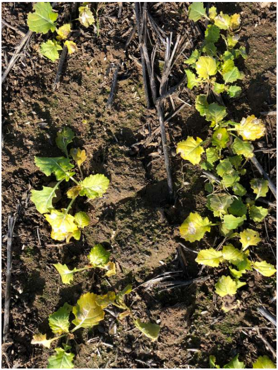 Small green seedlings growing in dry soil around a wooden stake