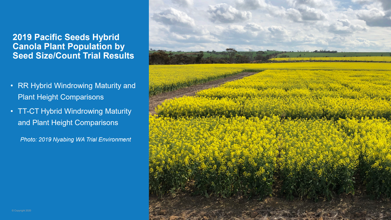 Presentation slide with yellow canola field and blue title panel about 2019 Pacific Seeds hybrid canola seed size/count trial results