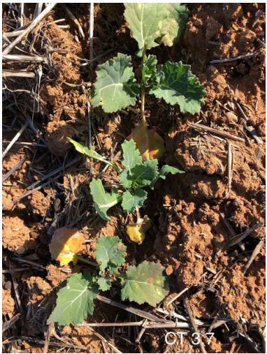 Small green seedlings growing in dry brown soil, with a few yellowing leaves.
