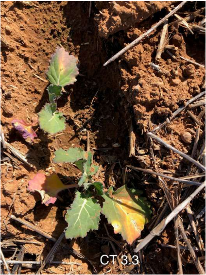 Small green and red seedling growing in dry brown soil with scattered twigs