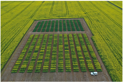 Aerial view of neatly planted crop rows in a field, with a small white vehicle at the bottom right.