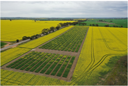 Aerial view of green crop rows and yellow fields stretching across farmland under a cloudy sky