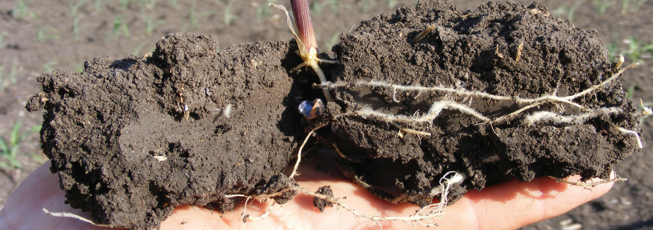 Sorghum Planting Best Practices | Pacific Seeds