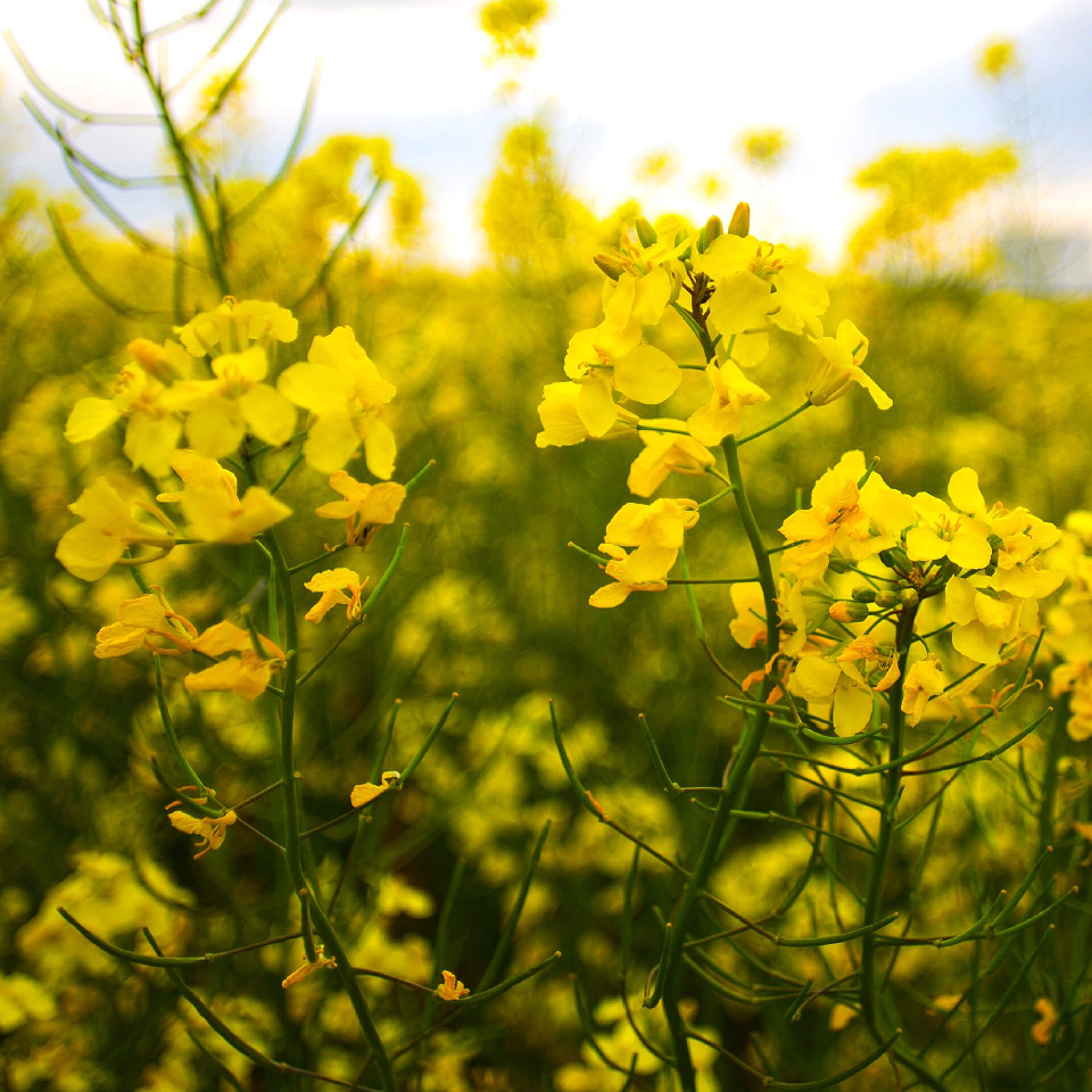 Yellow wildflowers blooming in a sunlit field, with soft bokeh in the background