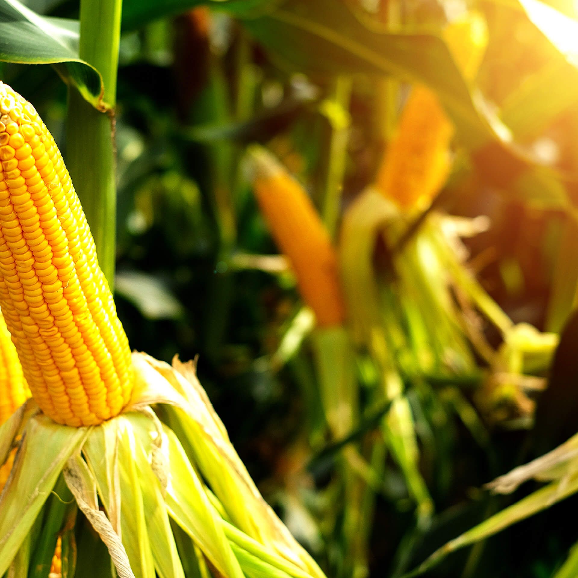 Close-up of a ripe yellow corn cob on the stalk in a sunlit cornfield