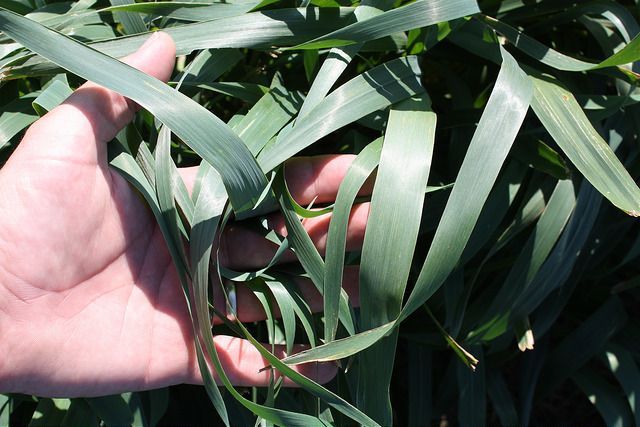 Hand holding long green grass or leaves in bright sunlight