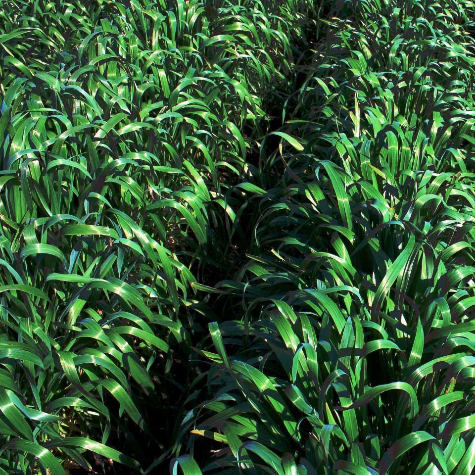 Dense green grass or crop rows filling the frame, viewed from above.