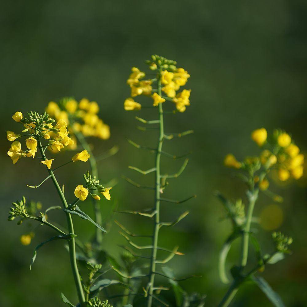 Yellow wildflowers with small blossoms against a soft green blurred background