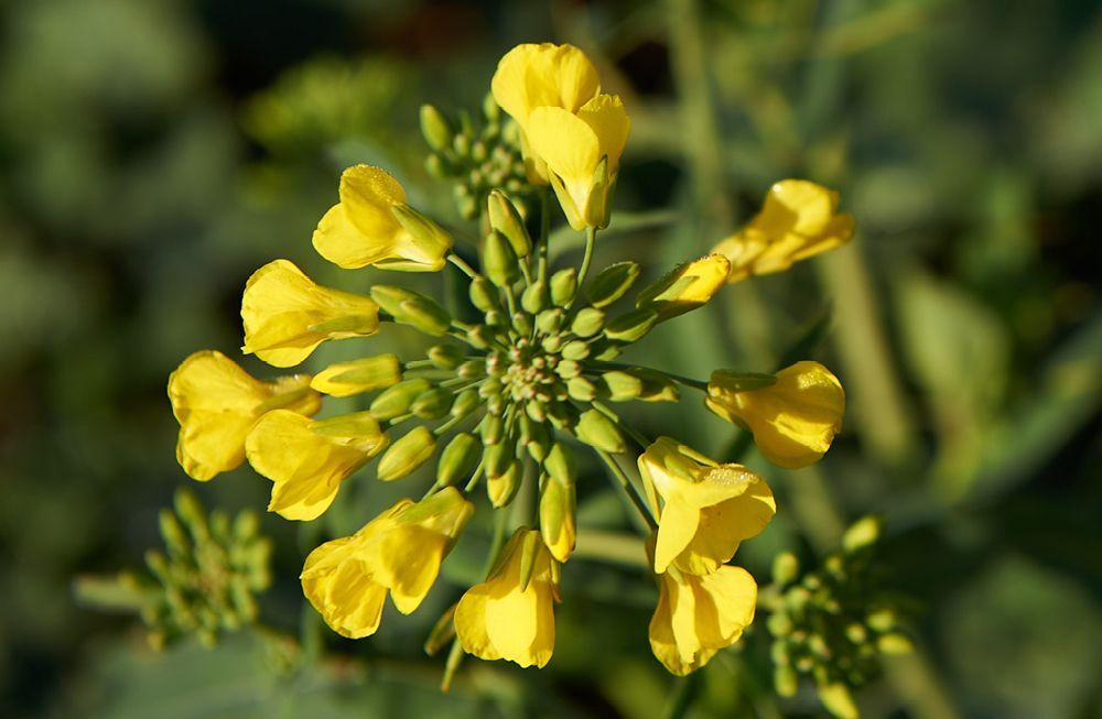 Close-up of a yellow wildflower with green buds against a blurred green background