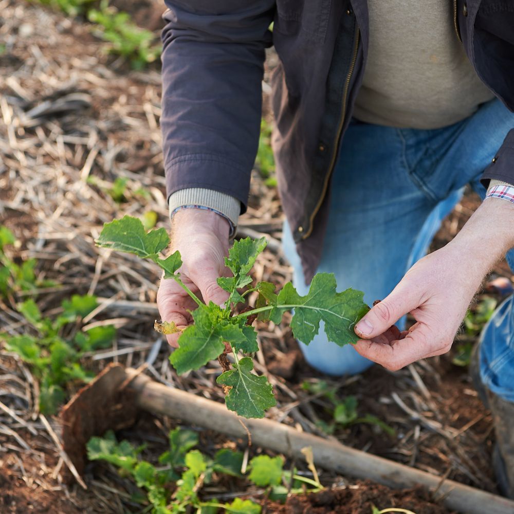 Hands holding a green seedling in a forest floor setting, with leaves and a fallen branch nearby