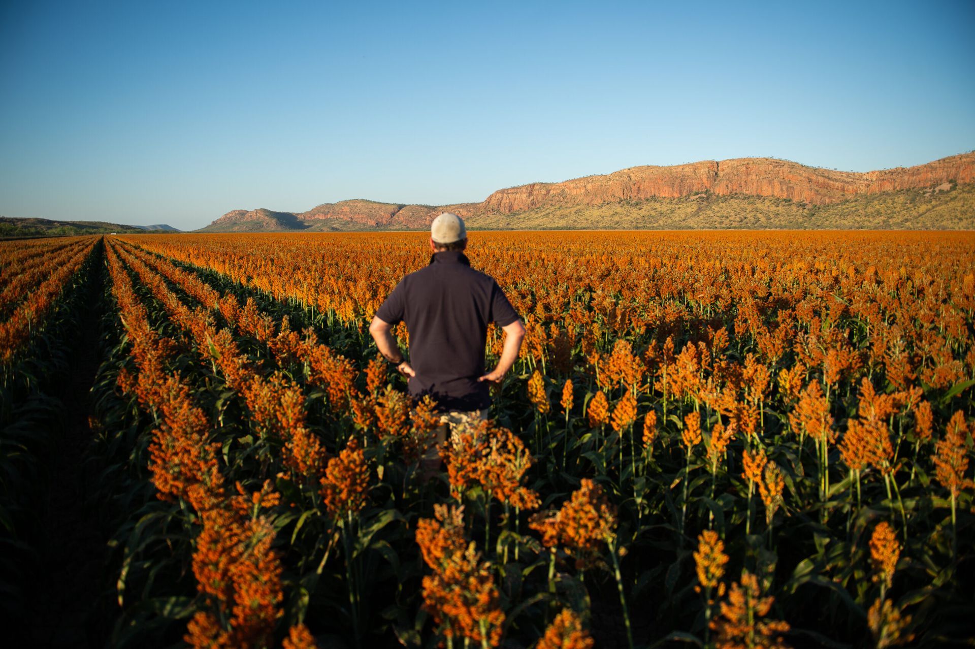 Person standing in a flower field with rows of orange blooms and hills under a clear blue sky