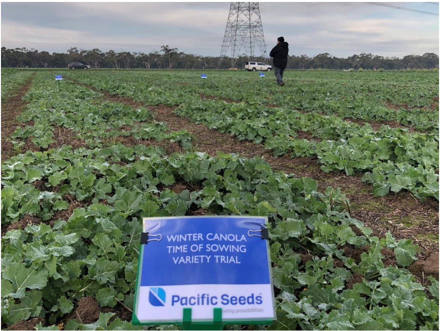 Field of green leafy crops with a sign reading “Pacific Seeds” and a person in the distance near power lines