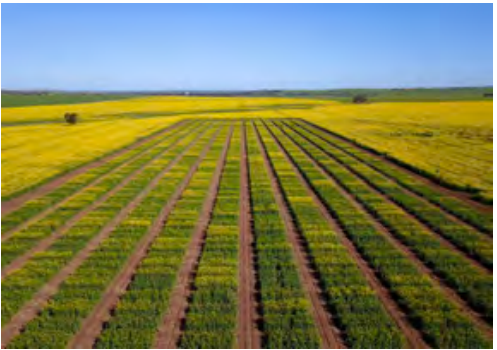 Rows of green crops stretching across a yellow field under a clear blue sky