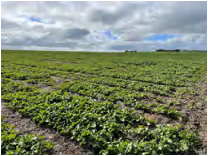 Wide green crop field under a cloudy sky with muddy furrows in the foreground