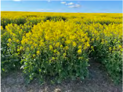 Yellow flowering field under a blue sky, with rows of plants stretching into the distance