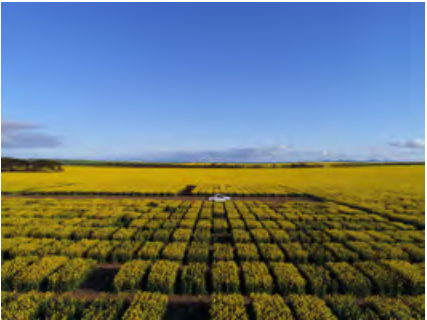 Rows of yellow flowers in a field under a clear blue sky