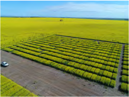 Aerial view of a yellow-green crop field with a dirt road and a small vehicle on the left.