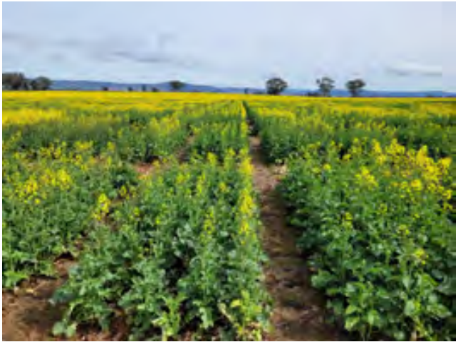 Rows of green and yellow crops in a field under a cloudy sky