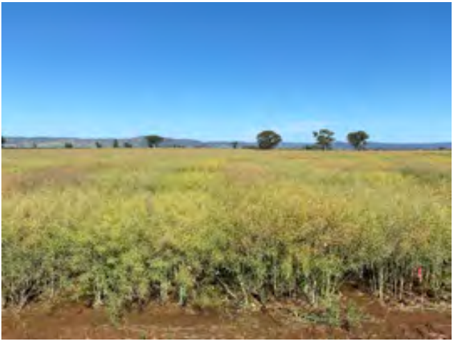 Open grassy field under a clear blue sky with distant trees on the horizon