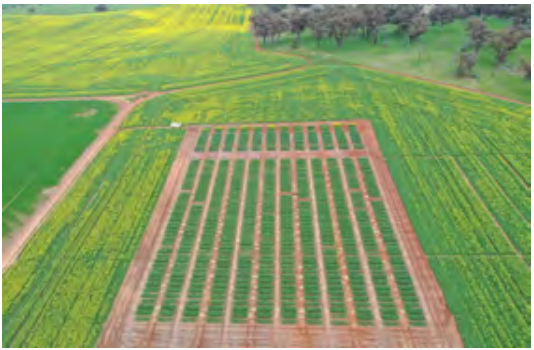Aerial view of a farm field with long parallel crop rows and green-yellow vegetation.