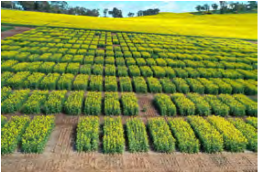 Rows of yellow-green crops in a field with dirt paths under a bright sky