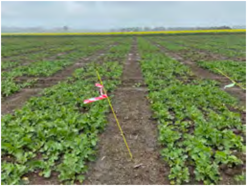 Marked crop rows in a muddy field with a pink survey flag under an overcast sky