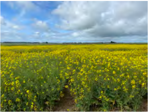 Yellow flowering field under a cloudy blue sky