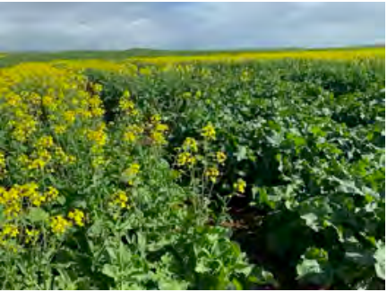 Yellow flowers blooming in a green field under a cloudy sky