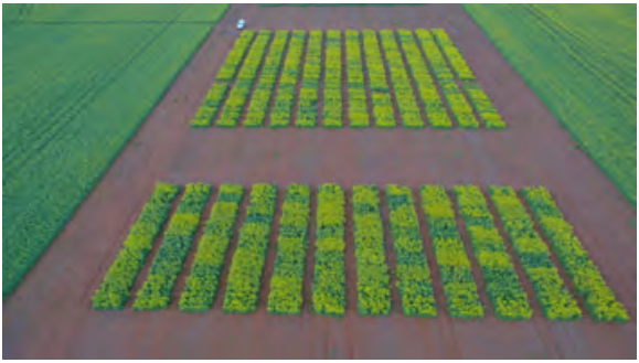 Aerial view of rectangular crop plots with green plants separated by brown soil paths in a field
