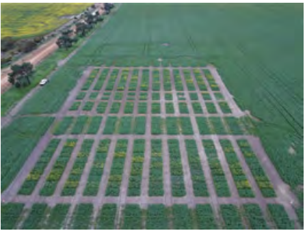 Aerial view of a green field with a grid of raised planting beds and dirt paths