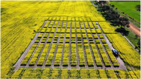 Aerial view of bright yellow flowering fields with a rectangular grid of raised rows and paths.