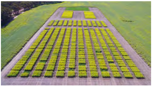 Aerial view of neatly arranged green crop plots in a field, with paths around the perimeter.