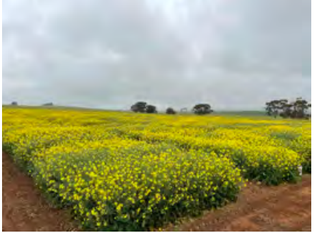 Yellow wildflowers blooming in a field under a cloudy sky, with trees in the distance