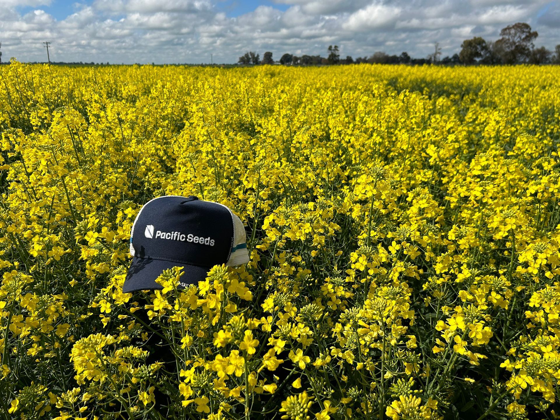 Black cap in a bright yellow flower field under a cloudy sky