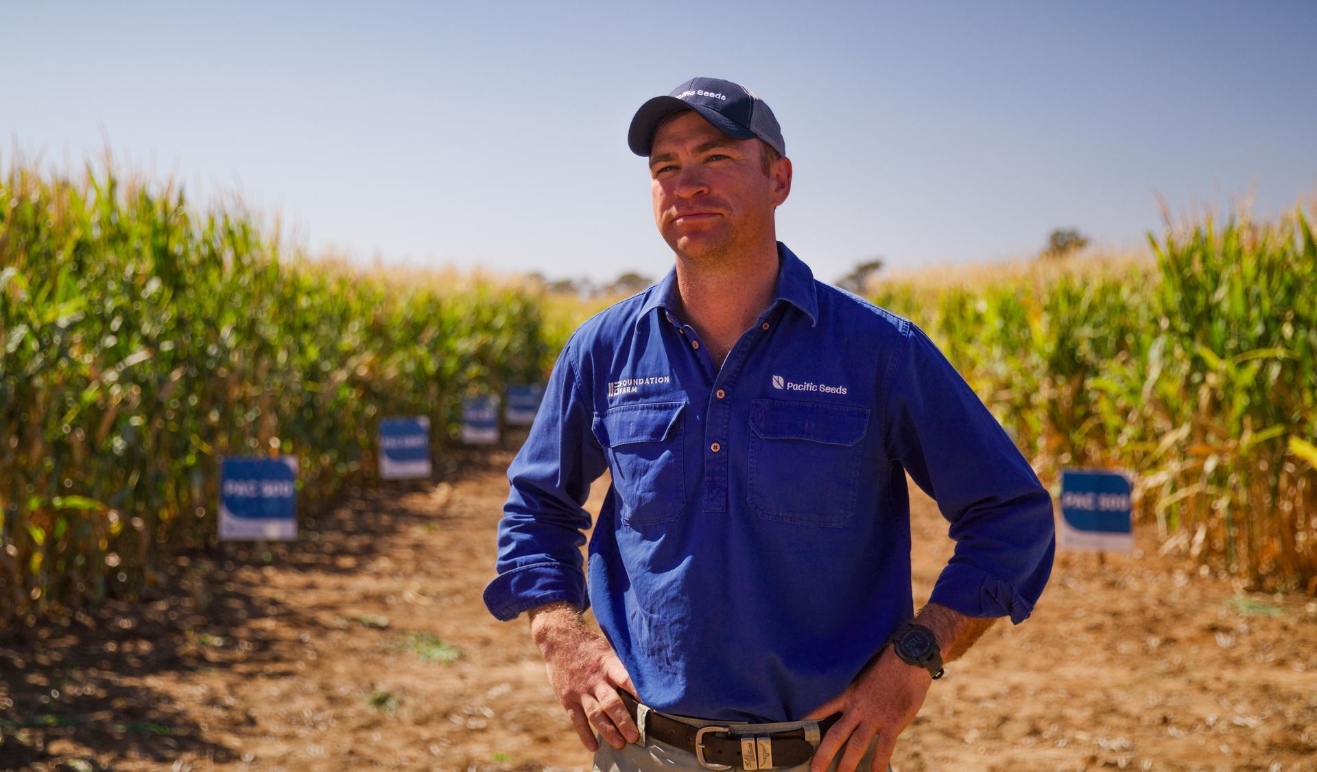 Farmer in a blue shirt stands in a sunlit crop field between rows of plants
