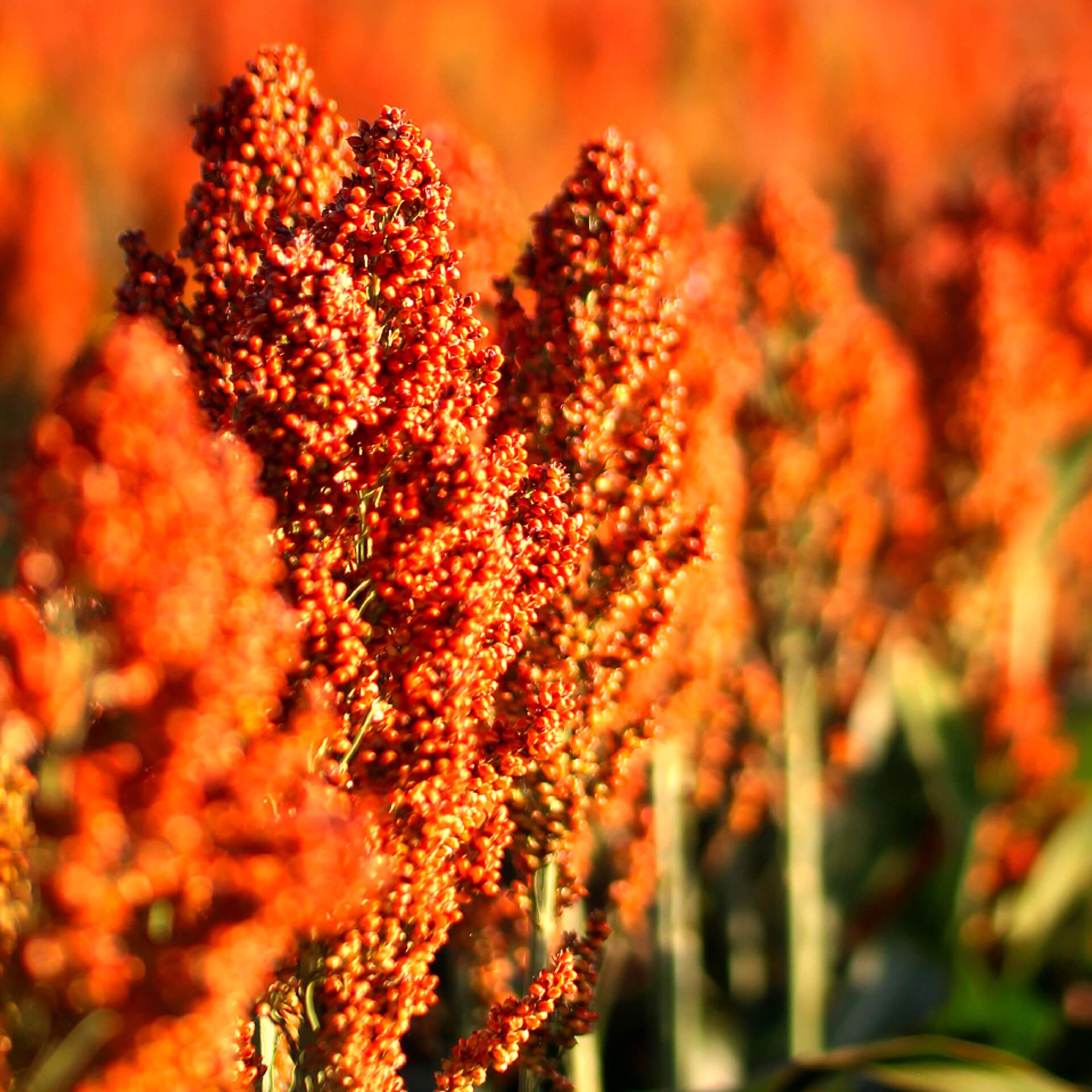 Close-up of bright orange sorghum seed heads in a sunlit field
