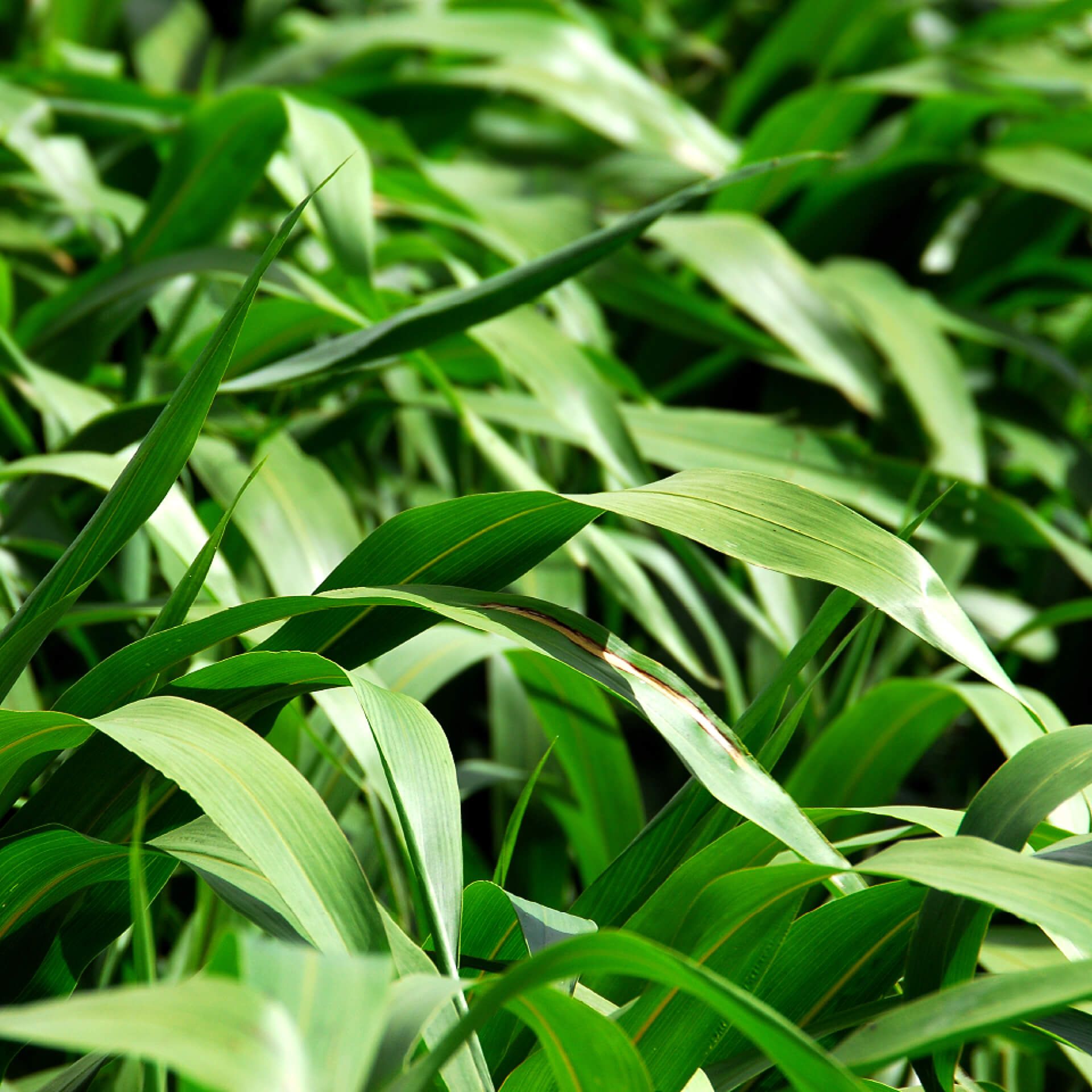 Close-up of lush green grass blades overlapping in sunlight