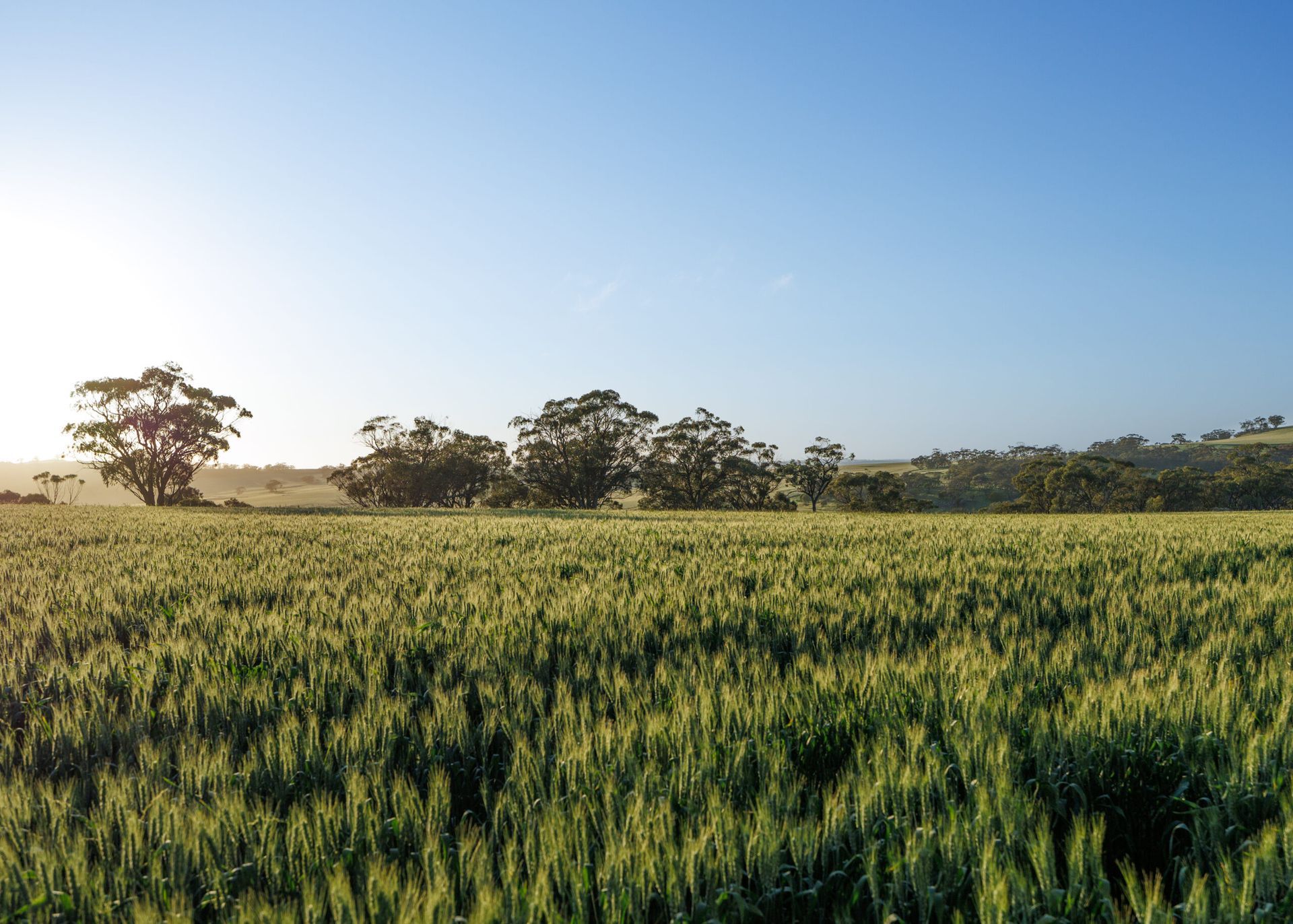Sunlit green field with scattered trees under a clear blue sky at sunrise