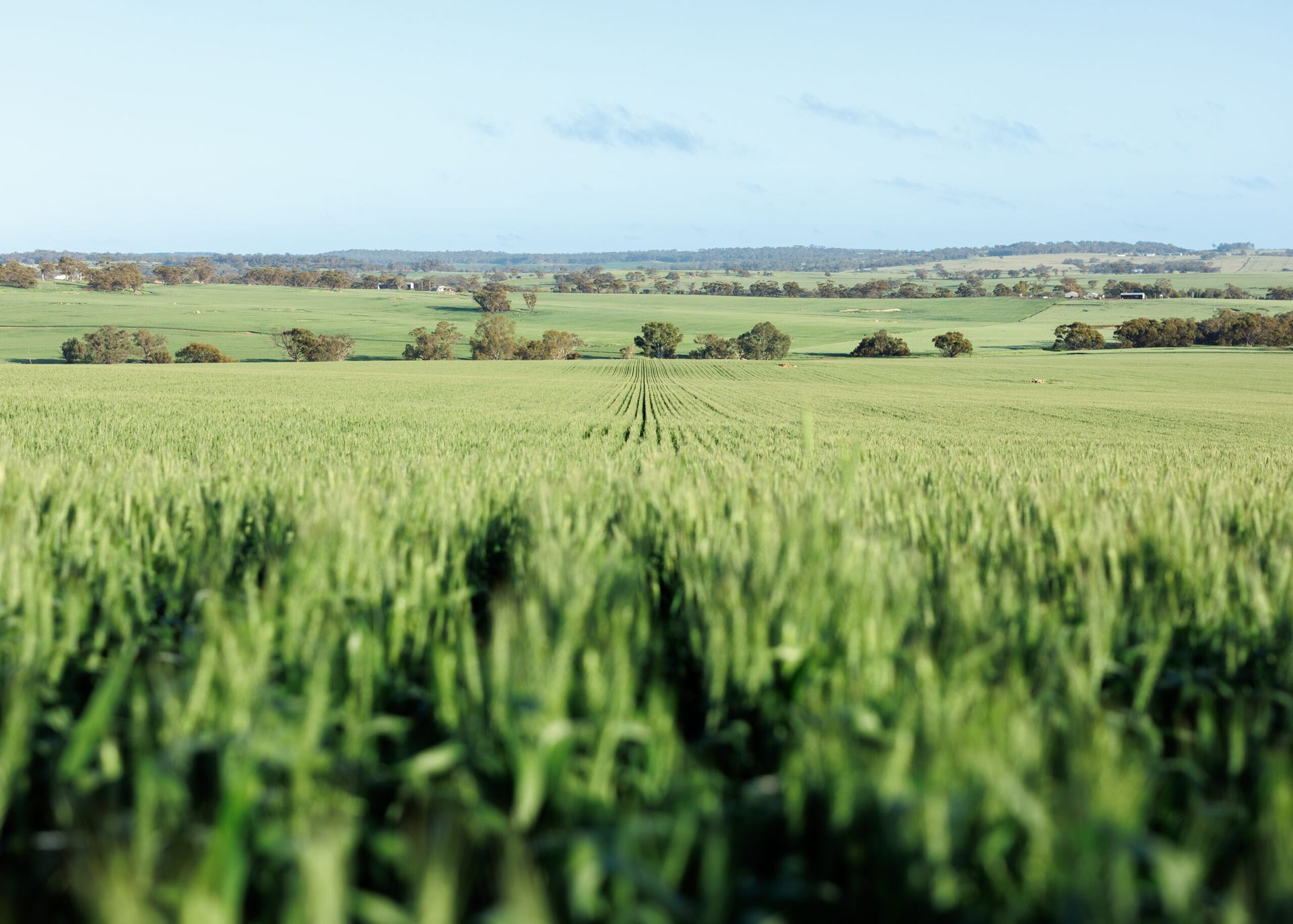 Green crop field stretching to distant hills under a clear blue sky