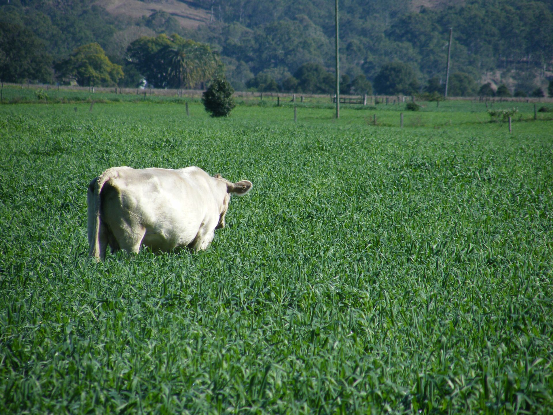 White cow standing in a lush green field with hills in the background