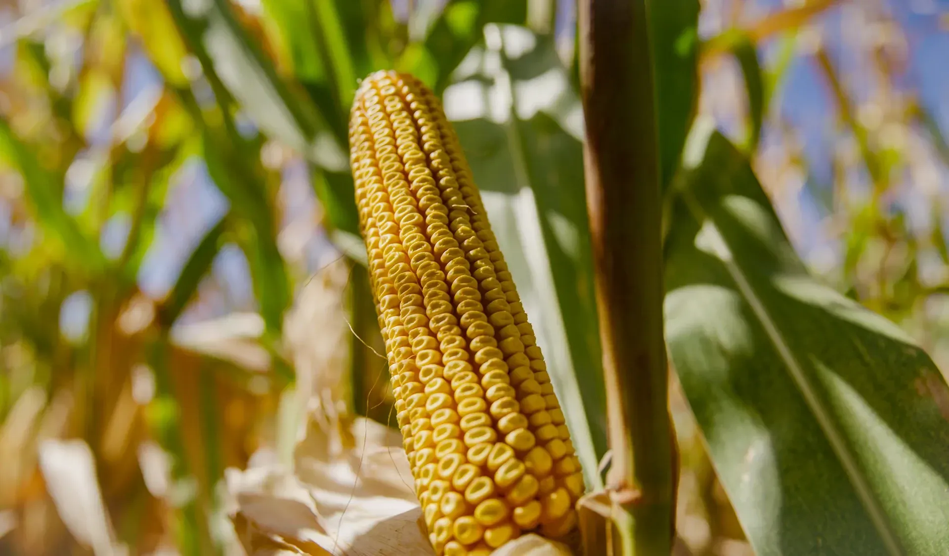 A ripe yellow corn cob growing on the stalk in a sunlit field