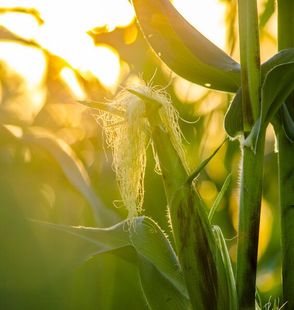 Close-up of a corn plant with tassels backlit by warm sunlight in a field