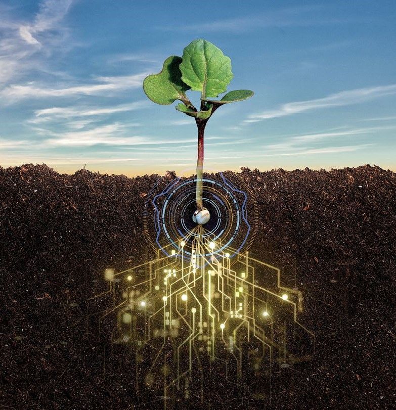 Young plant sprouting from soil with glowing circuit patterns beneath it against a blue sky
