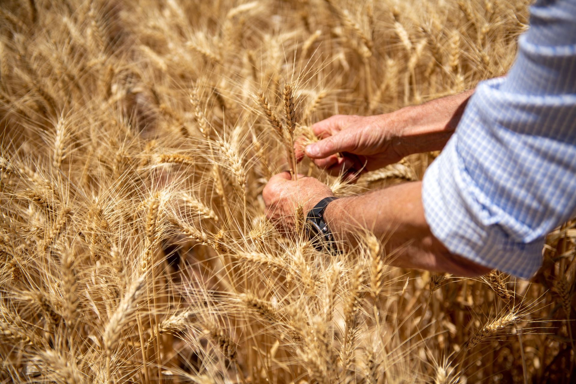 Hands inspecting golden wheat heads in a sunlit field