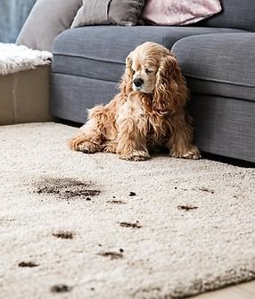 A cocker spaniel is sitting on a dirtied carpet in a living room next to a couch.