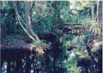 Blackwater Creek Mitigation Bank