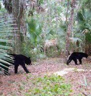Blackwater Creek Mitigation Bank