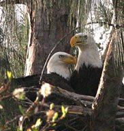 Colbert-Cameron Mitigation Bank